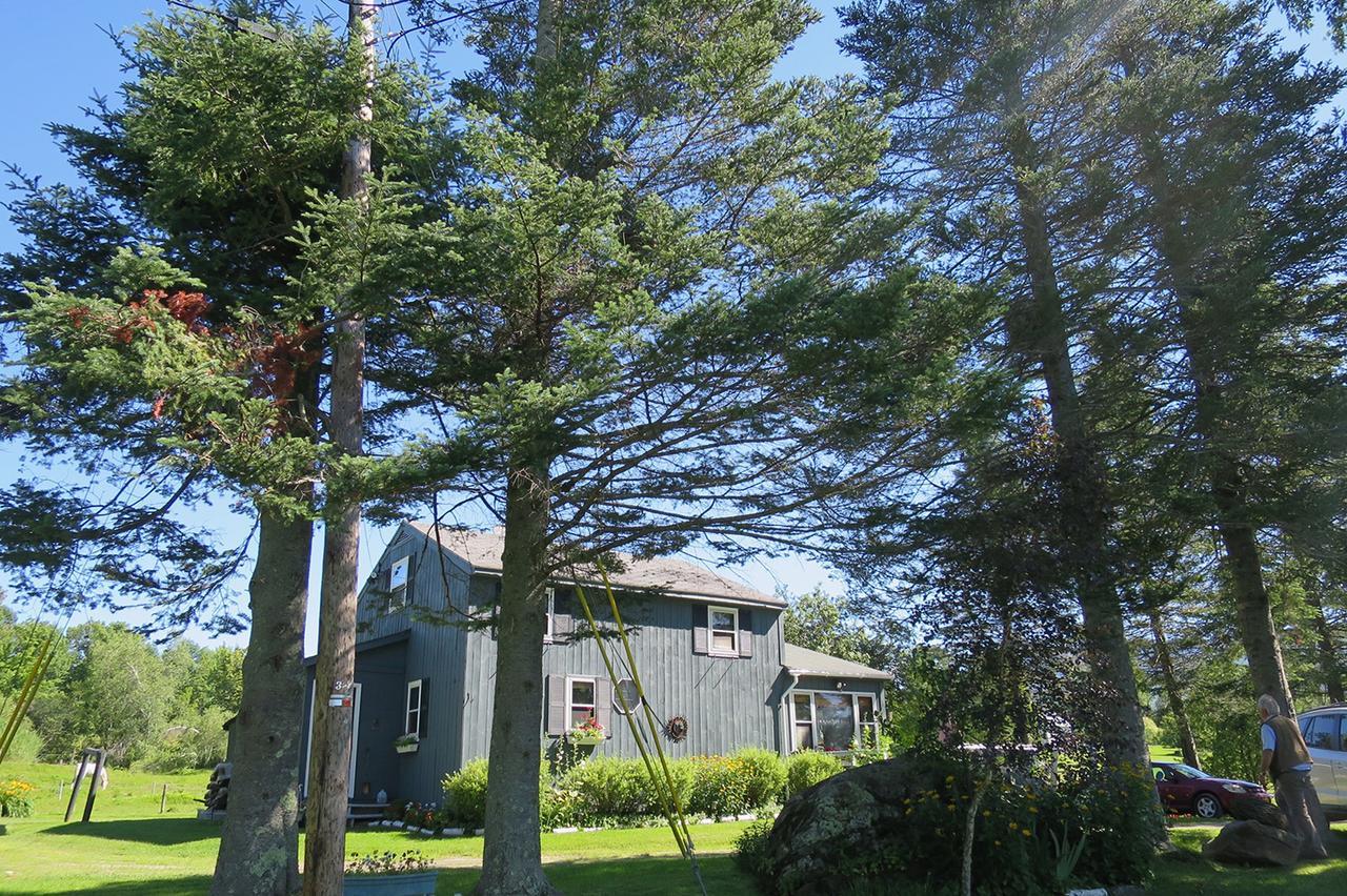 Firefly Bed & Breakfast Lincoln Esterno foto